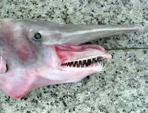Requin lutin 1